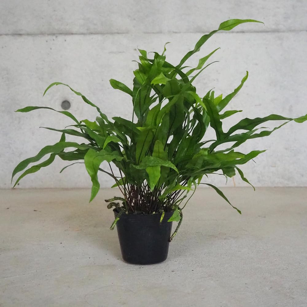 ITANSE ミクロソリウム ディベルシフォリウム【品種で選べる観葉植物】｜felicitastore 13,515円