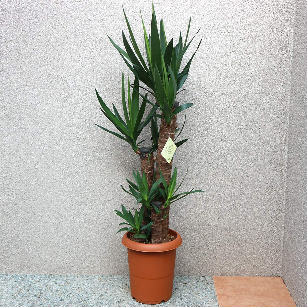 ITANSE ユッカ (青年の木) 観葉植物 大型 8号プラスチック鉢 1個売り｜felicitastore