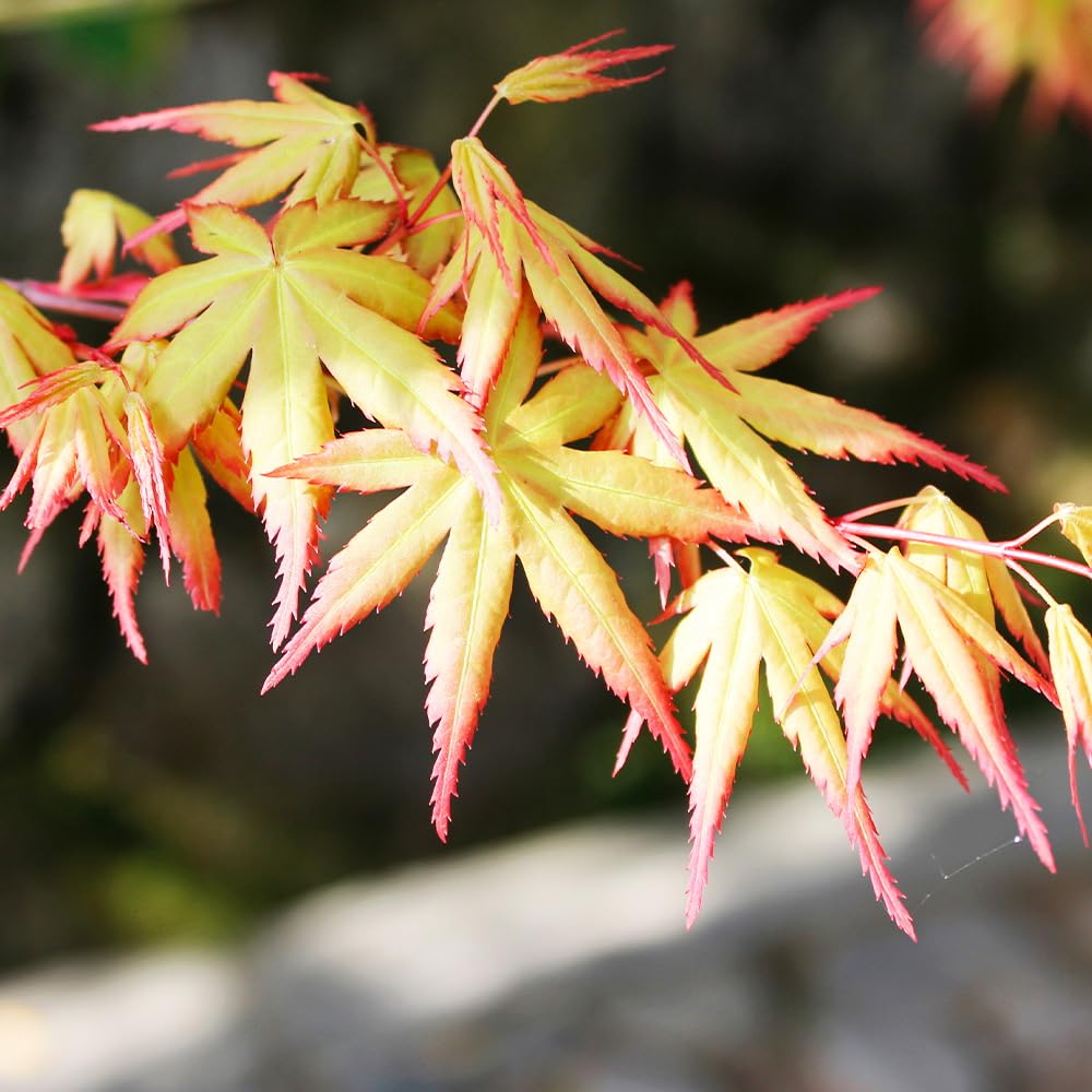 モミジの苗木 美峰(びほう) 8号 1個売り【品種で選べる花木苗】学名:Acer palmatum 'Bihou'/ムクロジ科(カエデ科)カエデ属 耐寒性落葉高木/別名:ビホウモミジ、紅葉(紅葉)、楓(かえで) イロハ｜felicitastore