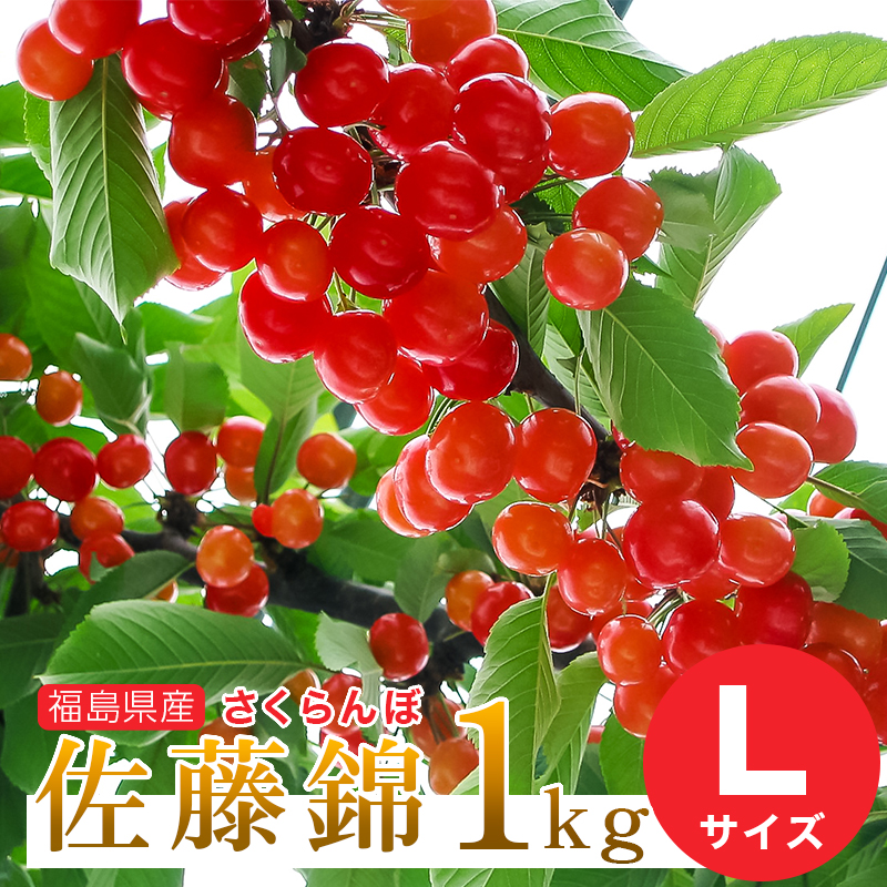 クリアランスsale!期間限定!さくらんぼ ❋紅てまり 3Lサイズ大粒 1kg