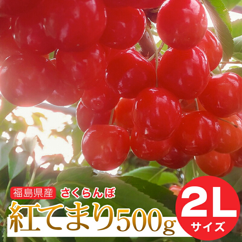 【予約注文6月下旬頃から発送】送料無料！福島県産さくらんぼ 紅てまり 2Lサイズ 500g バラ詰め ご家庭用 贈答品 ギフト 贈り物 福島県 伊達市産 産地直送 ふくしまプライド