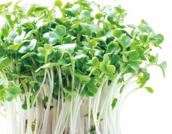 楽天市場 栽培キット 自由研究 キット 水耕栽培でブロッコリースプラウトを育てよう Ac Qcb27 Field Boss 楽天市場店