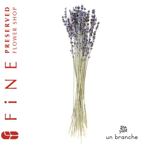 専用＊プロテア　アンティーク ドライリース 楽天市場】ドライフラワー リース プリザーブドフラワー ブロカント