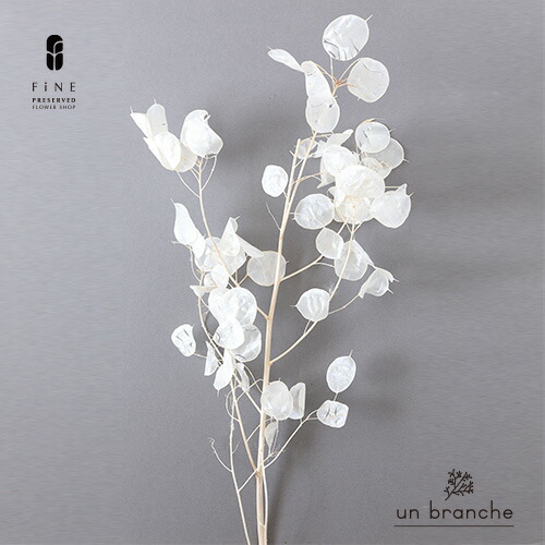 楽天市場 ルナリア白 ドライフラワー ワイルドフラワー 花材 販売 小分け ナチュラルインテリア シンプル 手作り ハンドメイド インテリア 北欧インテリア ホワイトインテリア プリザーブドフラワーfine