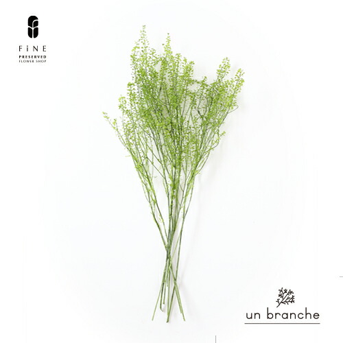 楽天市場】リペンスロゼッタ・オフホワイト ドライフラワー ワイルド