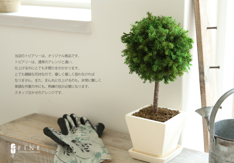楽天市場 枯れない観葉植物 誕生日ギフト インテリア プリザーブドグリーン グリーンボールトピアリー 15時迄の注文であす楽 送料無料 店舗 装飾 ディスプレイ ギフト 有料バッグ L対応 別売り プリザーブドフラワーfine