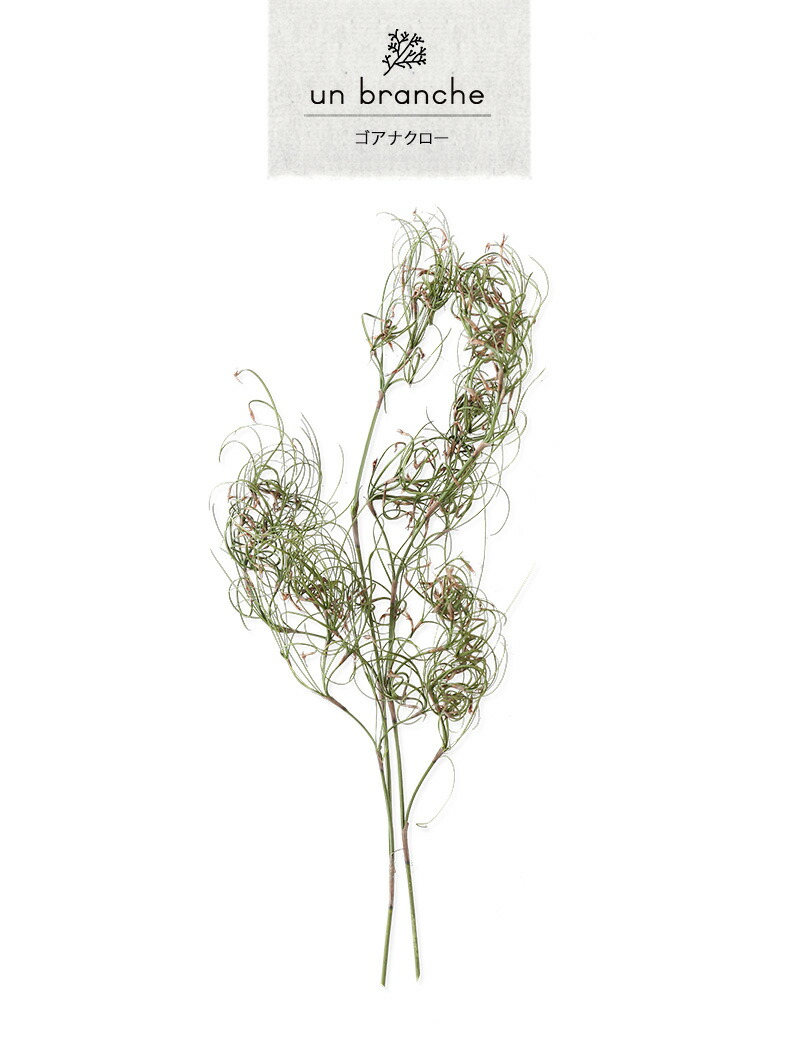 楽天市場 ゴアナクロー プリザーブドフラワー ドライフラワー ワイルドフラワー 花材 販売 小分け ナチュラルインテリア シンプル 手作り ハンドメイド ハーバリウム 男前インテリア プリザーブドフラワーfine