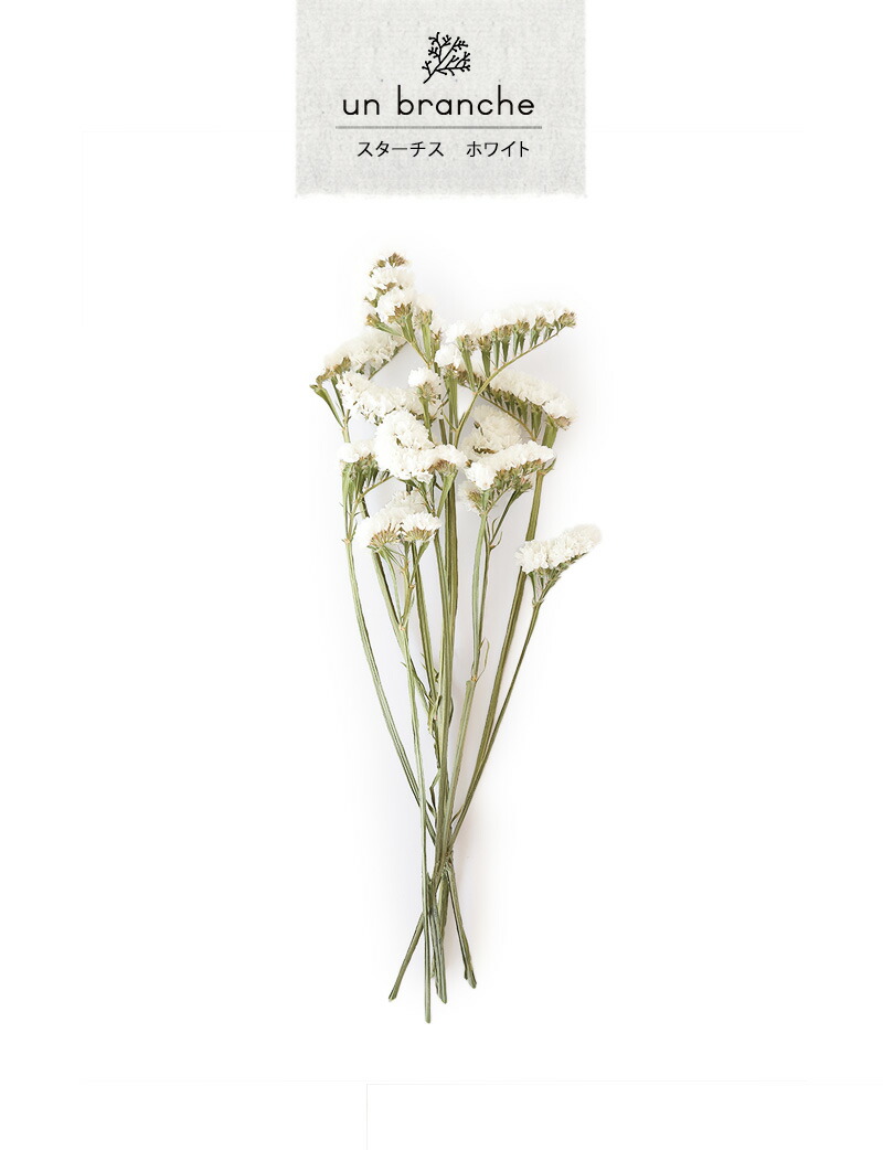 市場 スターチス アンブランシュ ホワイト