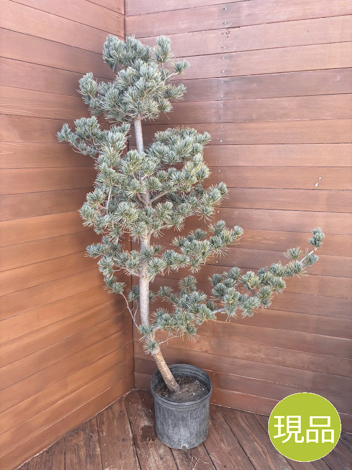 楽天市場】【現品・現物】ピニョン松・マルチネスピニョンマツ・ビッグ