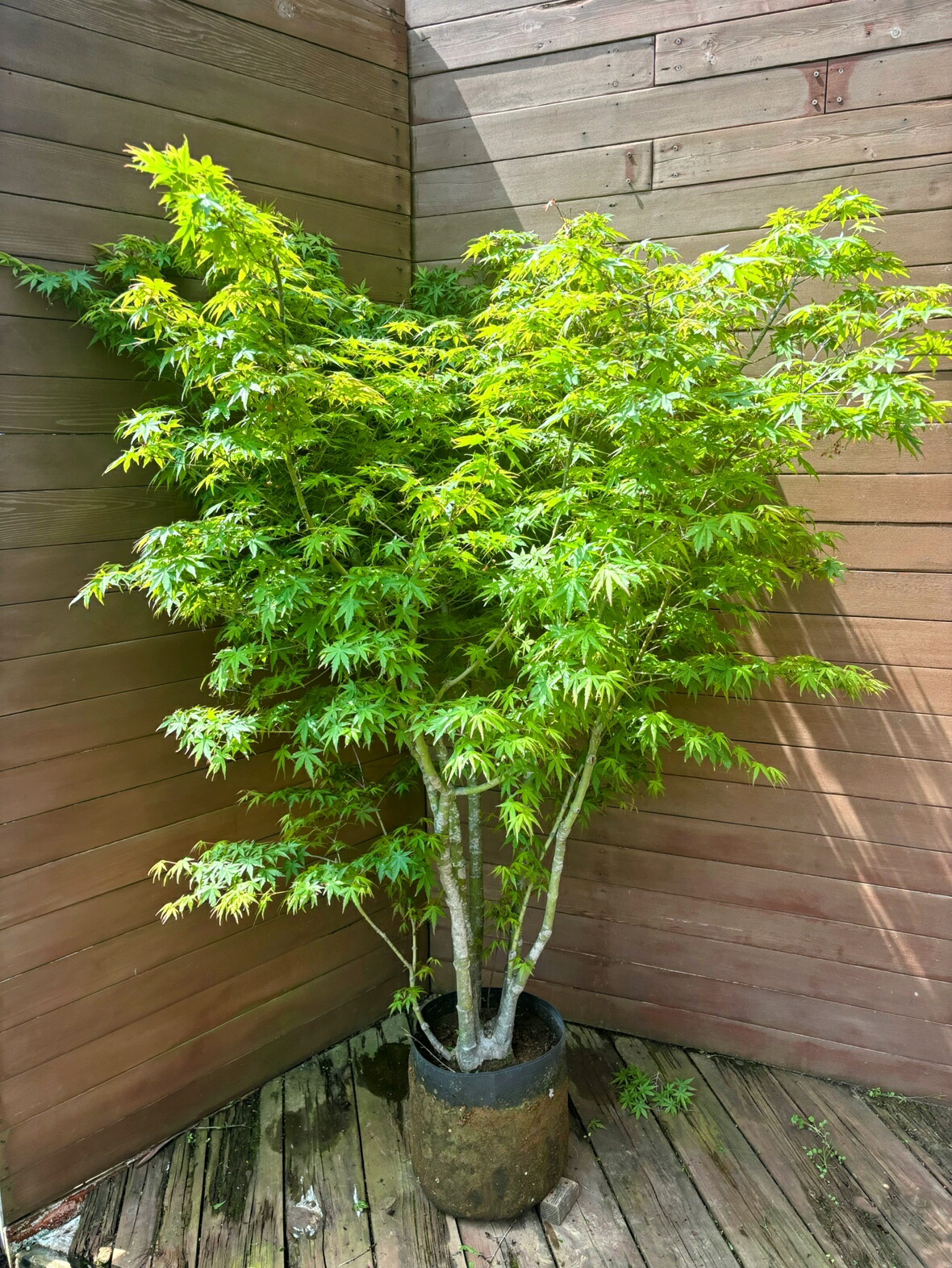 【現品お届け】ヤマモミジ株立ち150浪華節的 NO1【庭木 植木 落葉樹 ガーデニング】