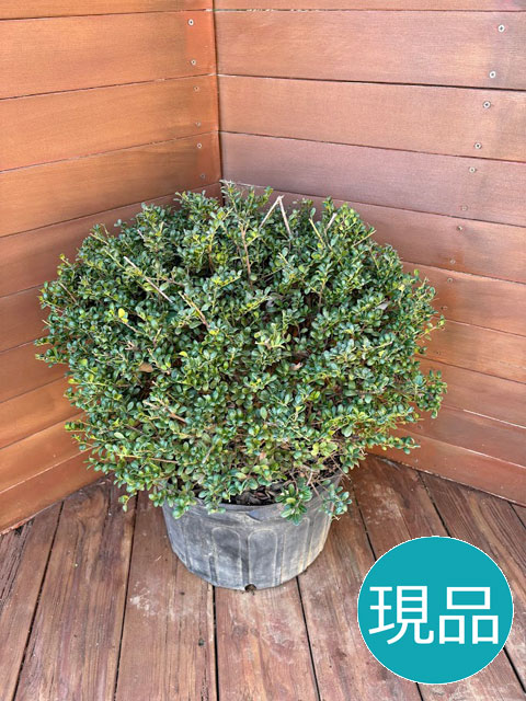 【現品お届け】タマツゲ（フクラツゲ玉仕立てもの）【ツゲ玉 庭木 常緑樹 つげ 柘植 トピアリー ガーデニング 植木】