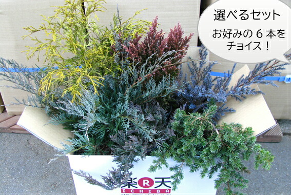 楽天市場】ブルーパシフィック6本セット【コニファー 北欧
