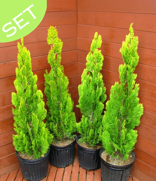 楽天市場】コニファー 苗 【エレガンテシマ （直立性）】 約1.3m 地中