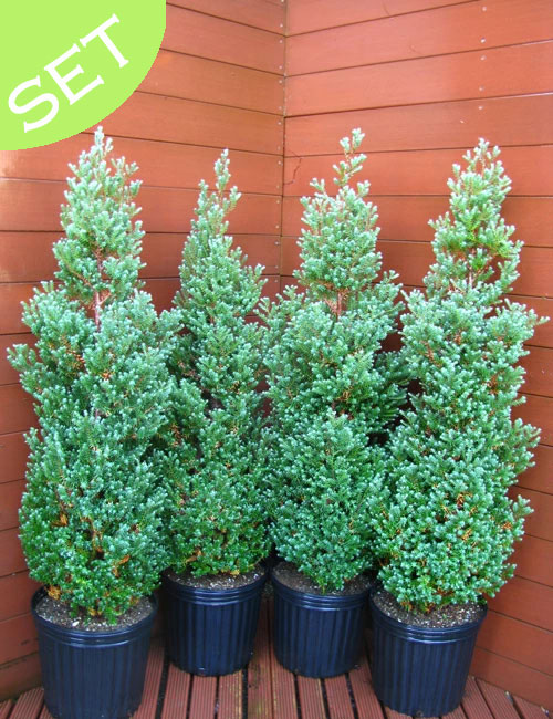 楽天市場】ムーングロー 10号 コニファー 観葉植物 インテリア 鉢植え