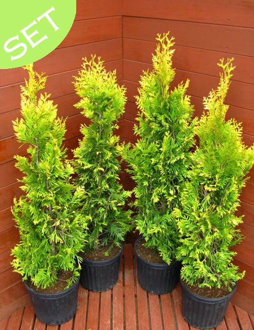 楽天市場】コニファー 苗 【エレガンテシマ （直立性）】 約1.3m 地中