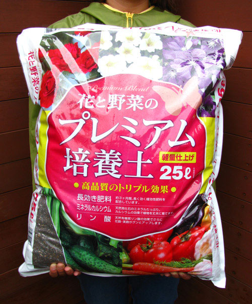 楽天市場】エメラルドグリーン4本セット 樹高80〜100センチ