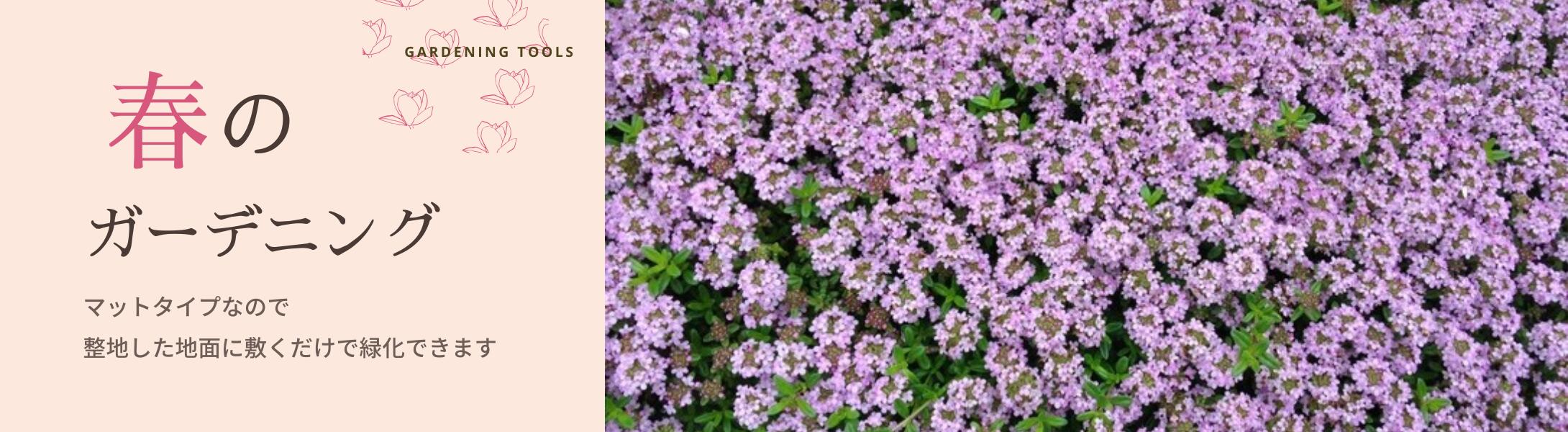 楽天市場】スカイロケット3本セット【コニファー 北欧スタイル 庭木