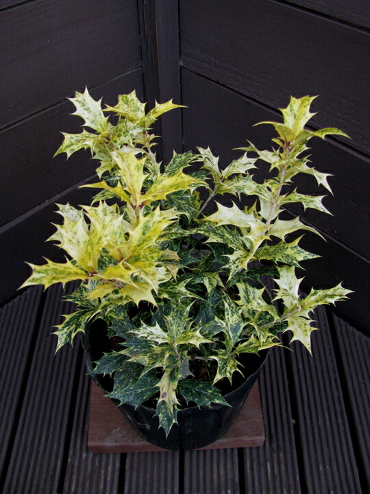 楽天市場】【 接木個体です 】ヒマラヤスギ 『 ファーストスノー 』6号