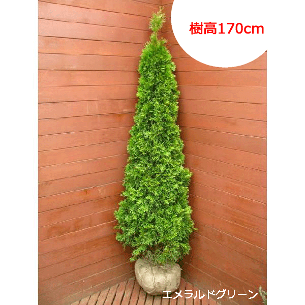 楽天市場】ムーングロー 10号 コニファー 観葉植物 インテリア 鉢植え