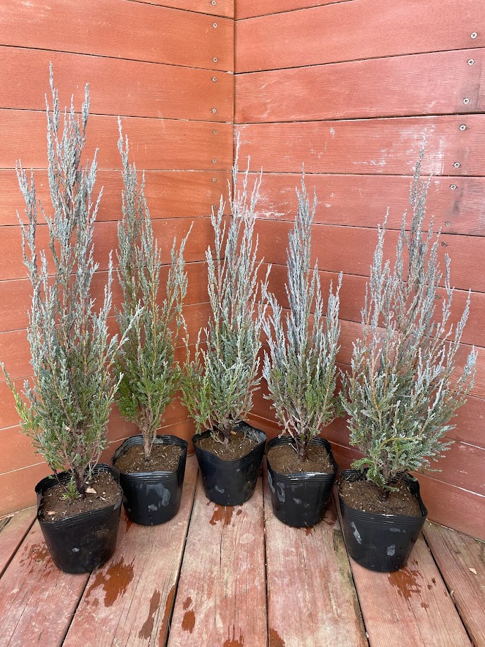 楽天市場】コニファー 苗 【スカイロケット （直立性）】 約1.3m 地中