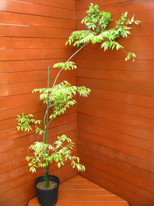 楽天市場】【 接木個体です 】ヒマラヤスギ 『 ファーストスノー 』6号