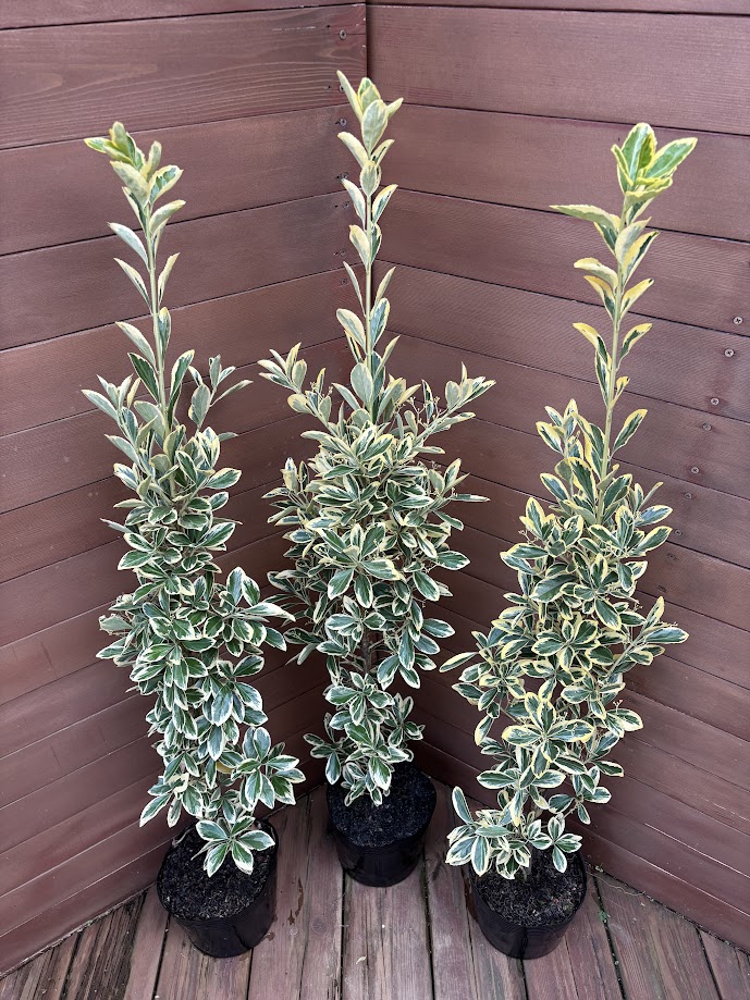 楽天市場】苗：さつき（明日香） : 遊恵盆栽 楽天市場店