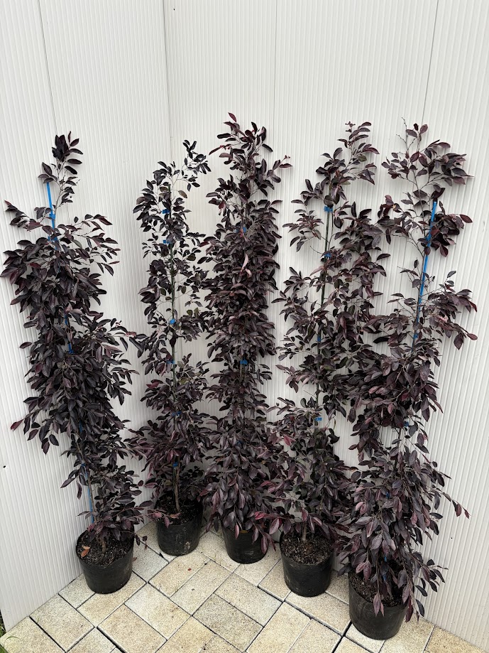 楽天市場】コニファーとオタフクナンテンのお得なおすすめ5点セット