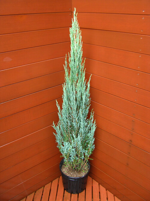 健康的なコニファー 苗木 楽天市場】コニファー 苗 【スカイロケット （直立性）】 約1.3m 地中