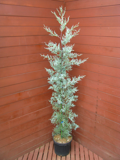 楽天市場】コニファー ブルーアイス 10号 観葉植物 鉢植え 苗 苗木 木