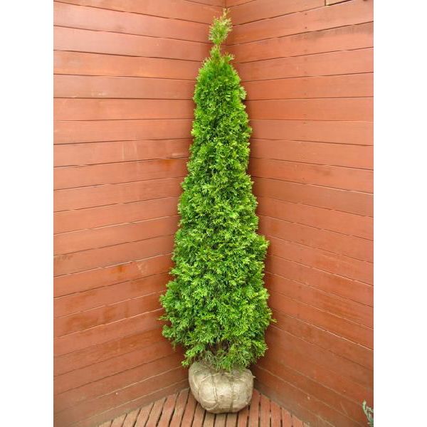 楽天市場 初心者も安心 大きくならないコニファー6ポットセット 送料無料 グリーンロケット