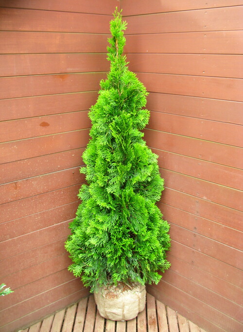 楽天市場 初心者も安心 大きくならないコニファー6ポットセット 送料無料 グリーンロケット