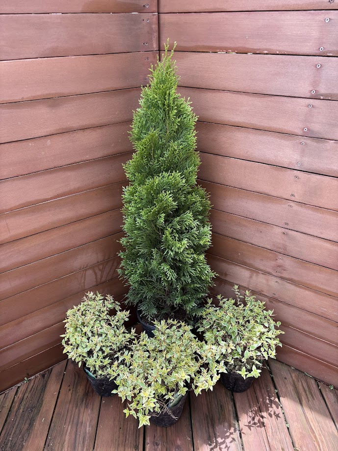 楽天市場】イタリアンサイプレス 【コニファー 北欧スタイル 植木 庭木