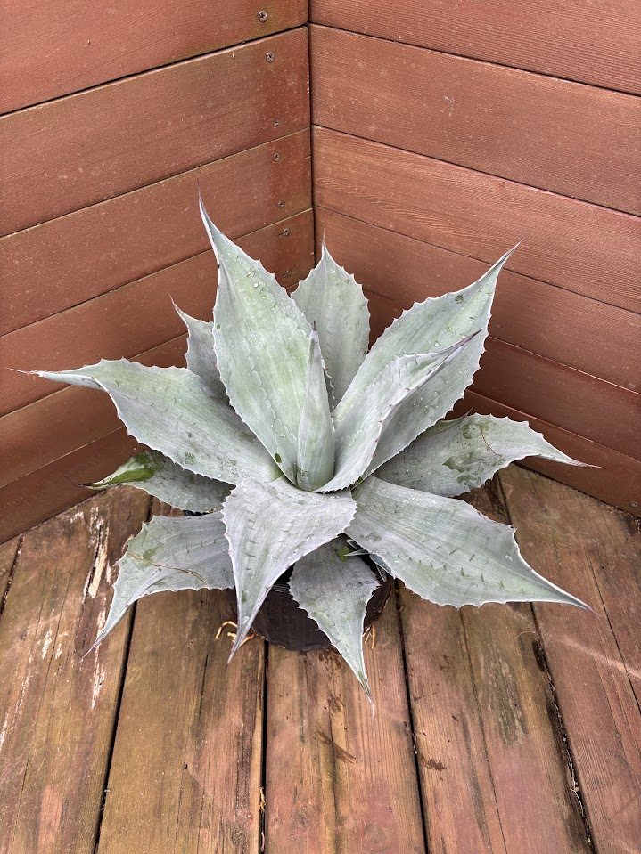 楽天市場】【現品発送】アガベ オバティフォリア【オルカ】 苗木【FA