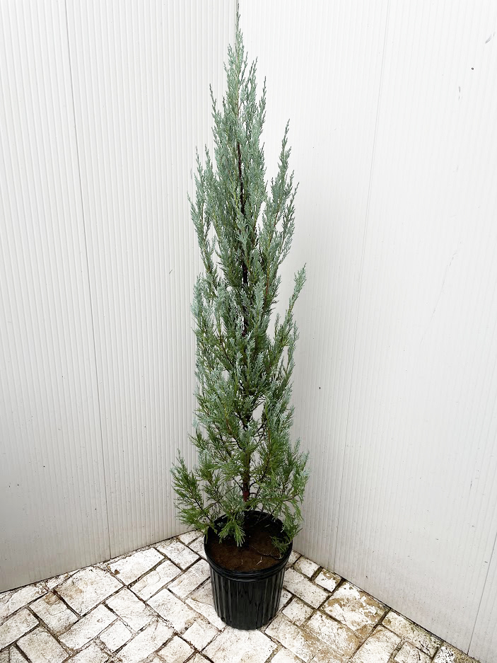 楽天市場】ムーングロウ4本セット【コニファー 北欧スタイル 庭木