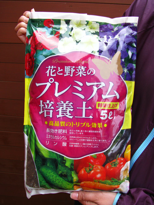 楽天市場】もみじ オオサカズキ 【大盃 モミジ苗 カエデ 庭木 紅葉