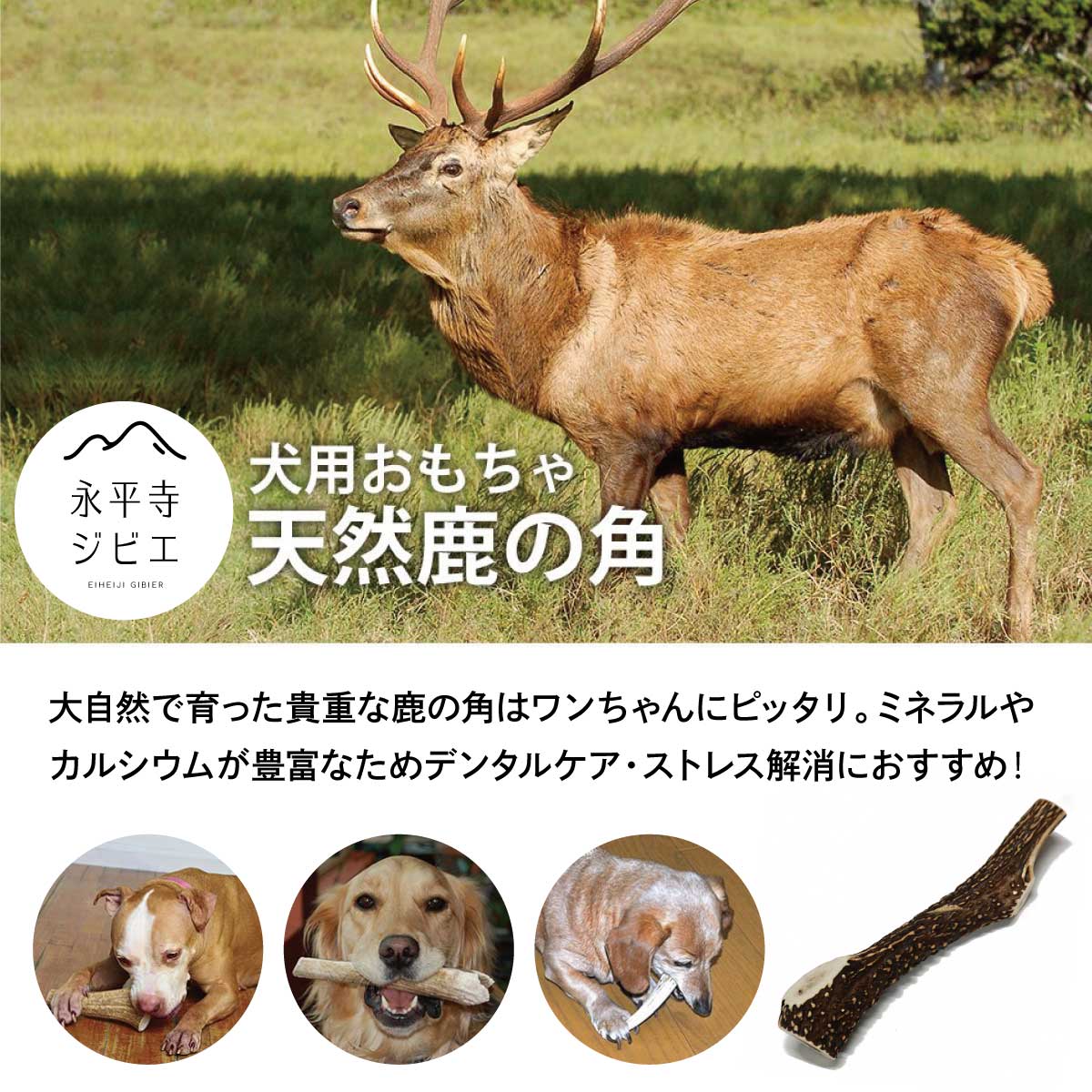 約10cm 小型犬用 北海道産エゾ鹿の角 シカの角 骨（ボーン）無添加 長持ち happiness