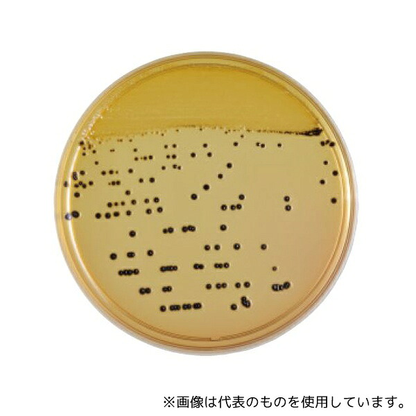 ベクトン・ディッキンソン 252020 BD BBL(TM) XLD寒天培地 20枚