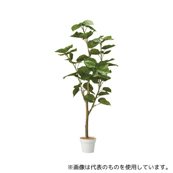 アズワン 61-806-81-2 フィカスウンベラータ(フェイクグリーン 人工樹木)155cm