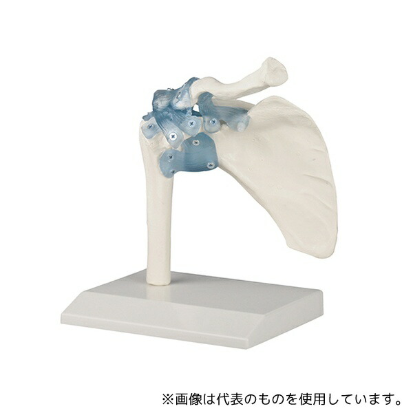 Erler-Zimmer 4550 肩関節モデル｜セミプロＤＩＹ店ファースト