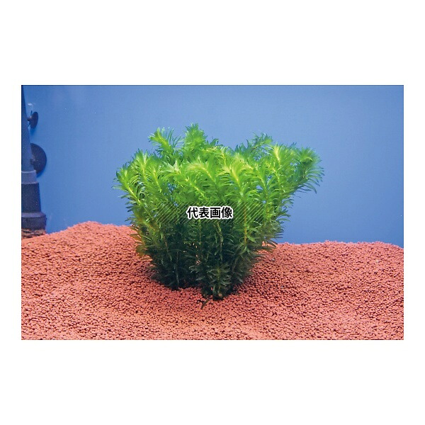 アズワン(ASONE) アナカリス 試験・研究用水草 1箱(10株入) [法人限定]