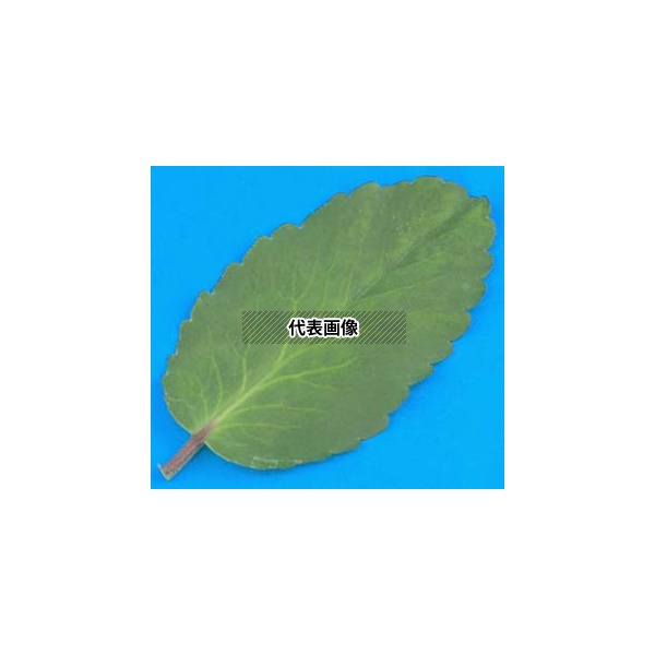アズワン(ASONE) L55-7701 セイロンベンケイの葉 10枚組