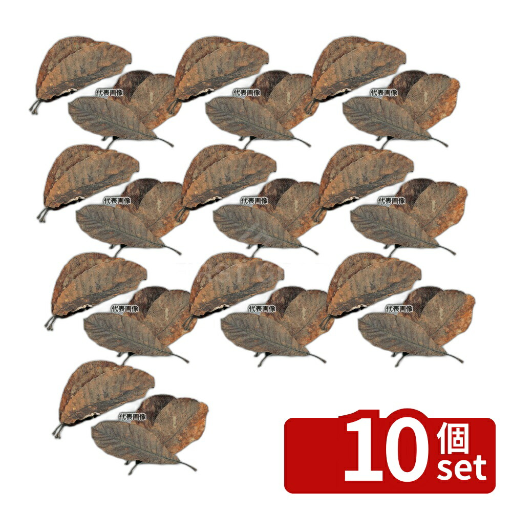 【10個セット】ヤマコー 天然朴葉 (100枚入) 290~360mm (24394) 290～360 No.7493200