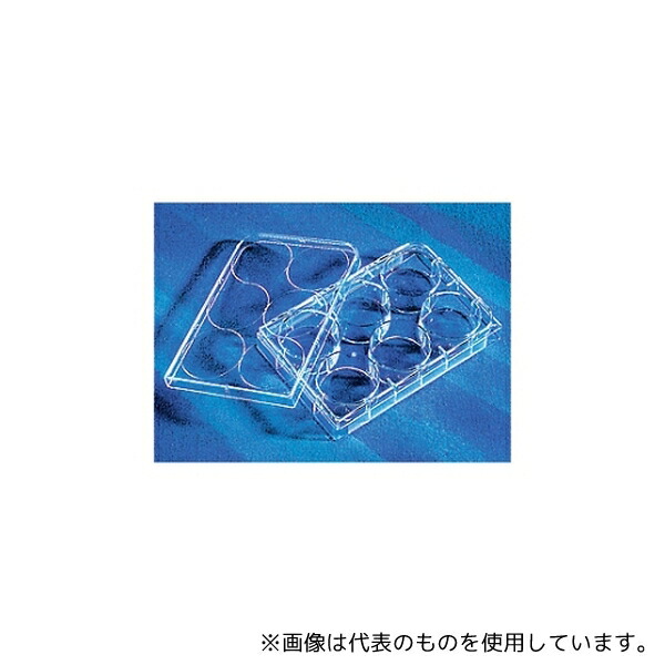 緑であること活動の領域