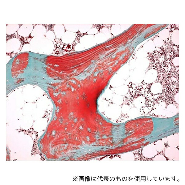 緑であること活動の領域