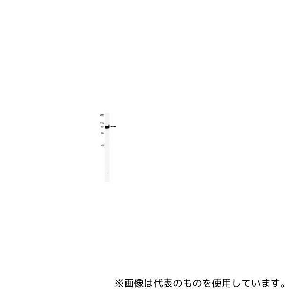 Merck 05-369 Anti-Na+/K+ ATPase α-1、 clone C464.6; 50 μg｜ファーストFACTORY 72,782円
