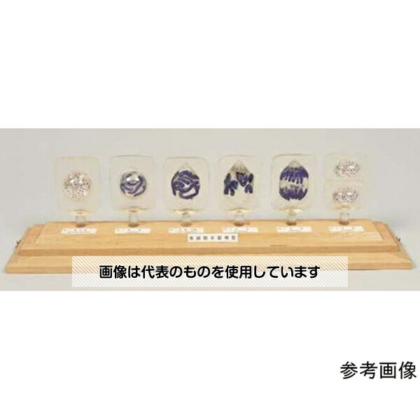 アズワン(AS ONE) 有糸分裂模型(体細胞分裂模型D) 入数：1箱