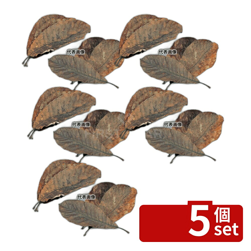 緑であること活動の領域 その他-キッチン整理用品