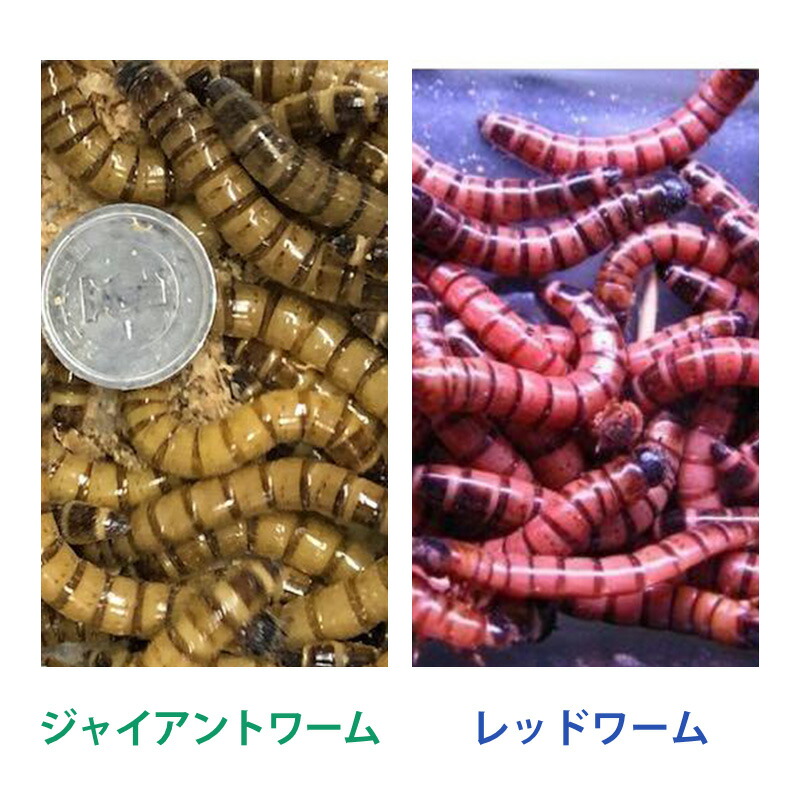 楽天市場】冷凍こだわりあかむし 100g [1枚 / 5枚セット / 10枚セット