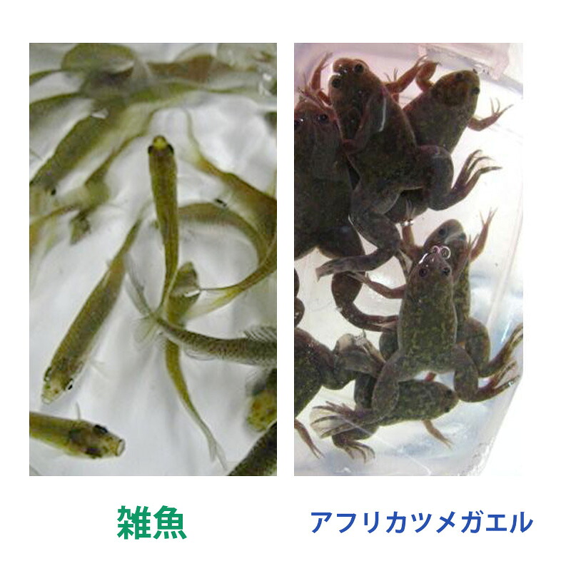 【楽天市場】【生き餌】エサ用 雑魚 ・川魚 30匹／アフリカツメガエル 20匹 ※クール便【活きエサお試しアソートセット】※死着補償有り（地域 ...