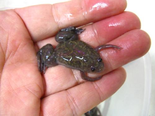エサ用 ツメガエル（M) 50匹書き割り【生き餌】 ※死着埋合わせる有（領域押さえる）アロワナ、ヒバ苛性カリ等のエサ『冷やりとした便』【活きエサ、氷るエサとの同梱不可】